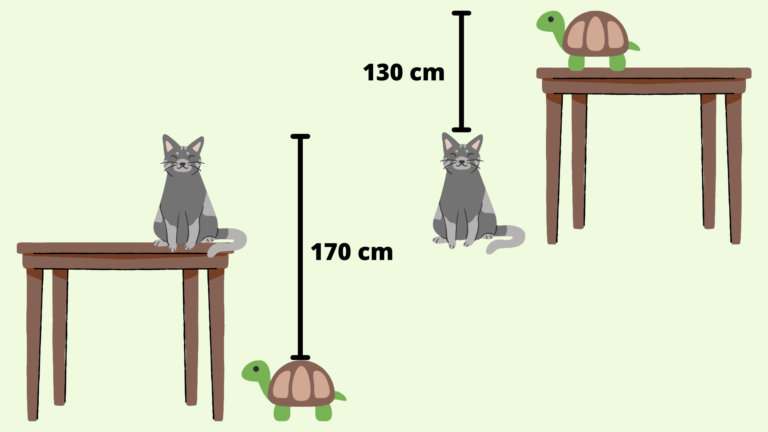 Wie Hoch Ist Der Tisch Katze Schildkröte